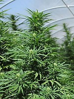 Green Crack 2.0 Feminised Seeds