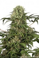 Green Spirit Feminised Seeds