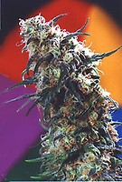 Super Haze Feminised Seeds