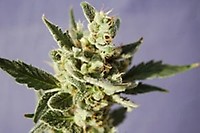 Afrodite Auto Feminised Seeds