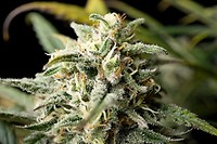Blue Dream Feminised Seeds