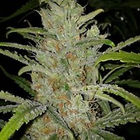 White Grapefruit Feminised Seeds