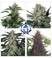 Assorted Mix Auto Feminised Seeds