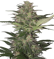 Red Dwarf Auto Regular Seeds