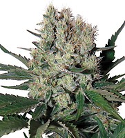 Syrup Auto Regular Seeds