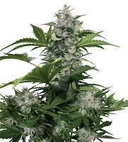 White Dwarf Auto Regular Seeds