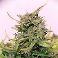 Baby Boom CBD Auto Feminised Seeds