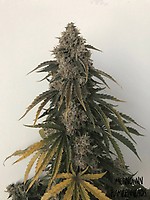 Beary White Auto Feminised Seeds