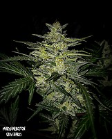 Skylar White Auto Feminised Seeds