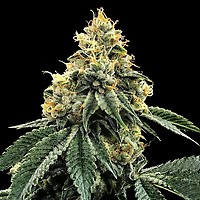 Kosher Dawg Feminised Seeds