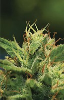 Humboldt Sour Diesel Auto Feminised Seeds