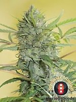 Serious Happiness Feminised Seeds