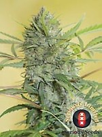 Serious Happiness Feminised Seeds