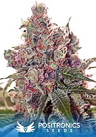 Grapefruit Feminised Seeds
