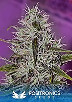 One Love Haze Feminised Seeds