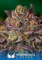 Purple Cherry Feminised Seeds