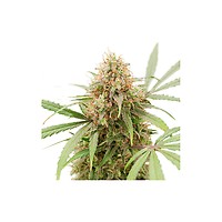 AK Triple Haze Auto Feminised Seeds