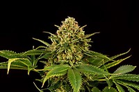 Monkey Grease Feminised Seeds