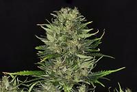 DoSiDos Auto Feminised Seeds