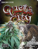 Quetta City Regular Seeds