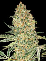 Bruce Banner Feminised Seeds