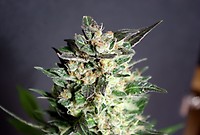 Diesel Glue Feminised Seeds