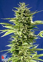 Jack Diesel Express Auto Feminised Seeds