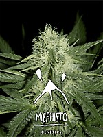 Livers Bx1 Auto Feminised Seeds