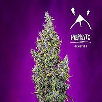 Pink Panama Auto Feminised Seeds