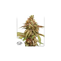 Tropical Tangie Feminised Seeds