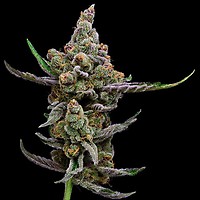 Sail Haten Feminised Seeds - 5