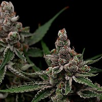 Super Blue Haze Feminised Seeds - 5