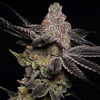 Wonka's Vineyard Feminised Seeds - 5