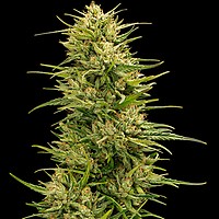 The Don CBD Feminised Seeds - 5