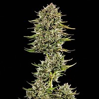 Face Gas AUTO Feminised Seeds - 5