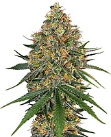 White Cheese Feminised Seeds