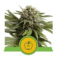 Apple Fritter Auto Feminised Seeds