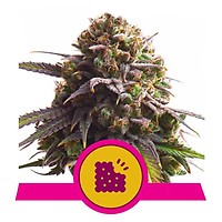 Biscotti Feminised Seeds