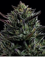 California Octane Feminised Seeds