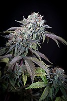 Gulupa Feminised Seeds