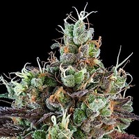 Sour Ripper Auto Feminised Seeds
