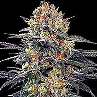 Jealous Mary Auto Feminised Seeds - 5