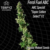 Feral Fuel ABC Regular Seeds