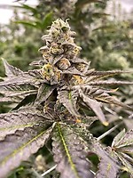 Gummy Mintz Auto Feminised Seeds
