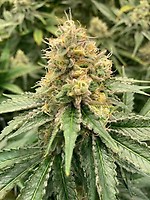 Strawberry Guava Auto Feminised Seeds