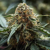 Americhem Dream Auto Feminised Seeds