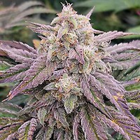 CPT OG Auto Feminised Seeds