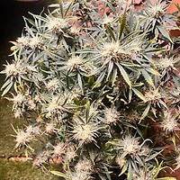 Vanilla Fizz F2 Auto Feminised Seeds