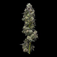 Bakers Delight Auto Feminised Seeds