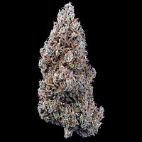 Crème Bubbly Auto Feminised Seeds